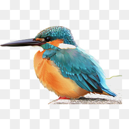 Kingfisher,birds, Kingfisher, Birds, Vector Png And Vector - Kingfisher Bird, Transparent background PNG HD thumbnail
