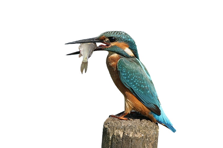 Kingfisher Png By Lg Design Hdpng.com  - Kingfisher Bird, Transparent background PNG HD thumbnail