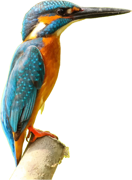 Png - Kingfisher Bird, Transparent background PNG HD thumbnail