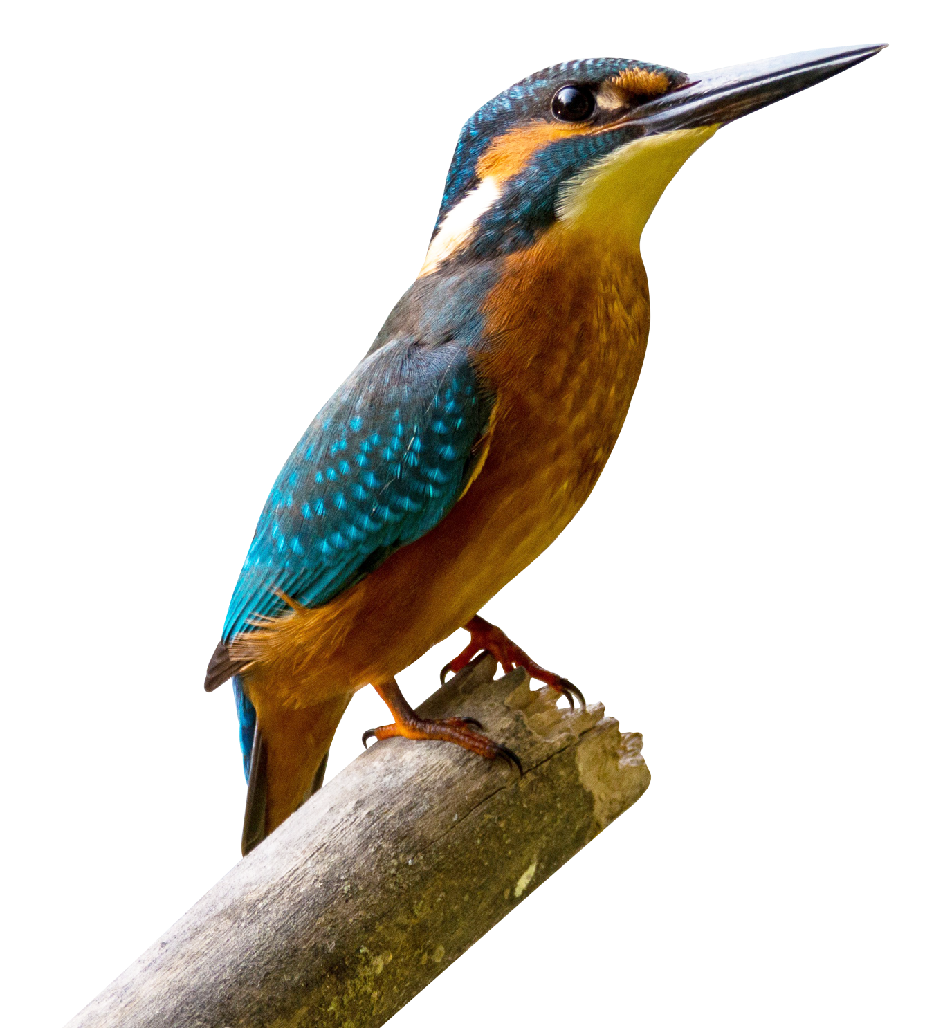 PNGPIX-COM-Kingfisher-Bird-PNG-Transparent-Image.png, PNG Kingfisher Bird - Free PNG