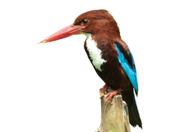 White Breasted Kingfisher (Halcyon Smyrnensis) - Kingfisher Bird, Transparent background PNG HD thumbnail