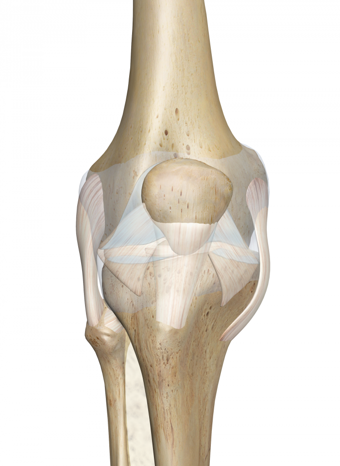 Knee Joint - Knee, Transparent background PNG HD thumbnail