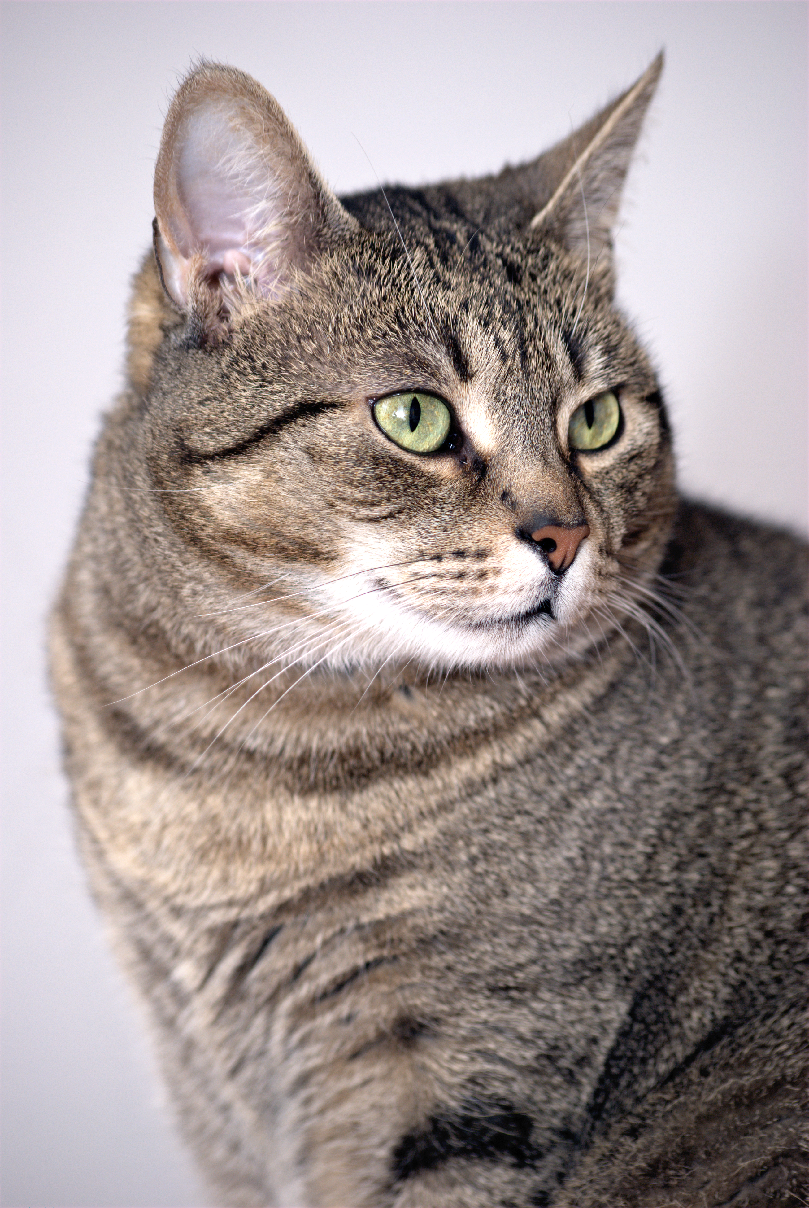 File:european Shorthair Cat.png - Kot, Transparent background PNG HD thumbnail