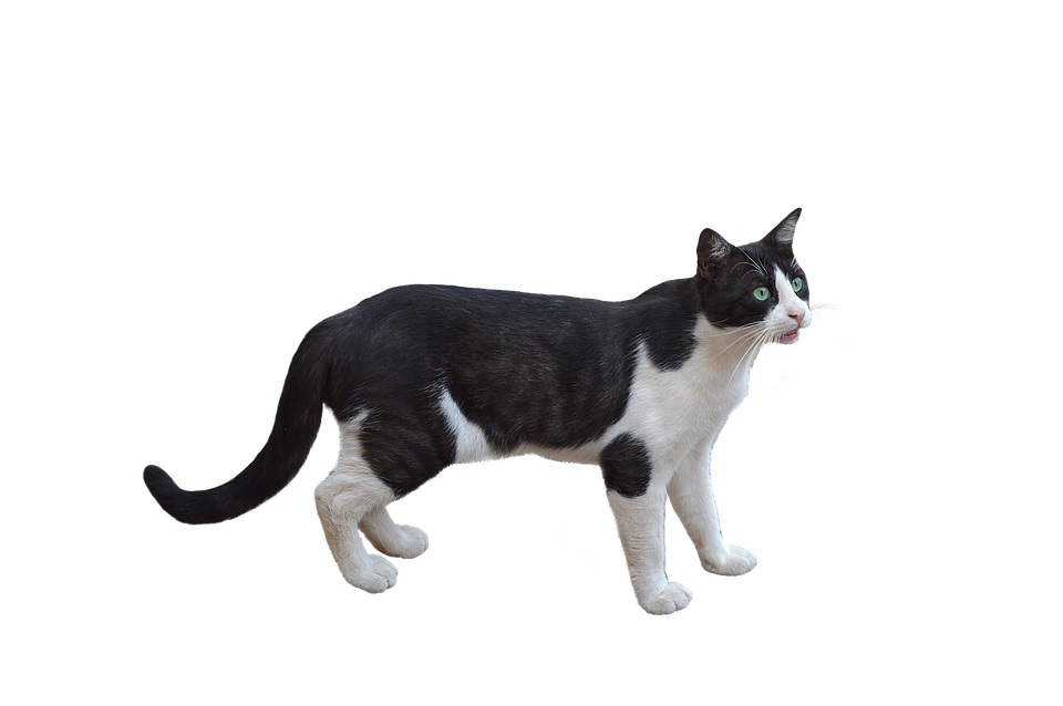 Png, Kot, Pet, Feline, Bez Dna, Biały, Zwierzę, Kitten - Kot, Transparent background PNG HD thumbnail