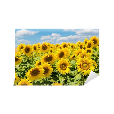 Fototapeta Słońce, Kwiaty Słoneczniki Pole Na Ukrainie U2022 Pixers® U2022 Żyjemy By Zmieniać - Kwiaty Sloneczniki, Transparent background PNG HD thumbnail