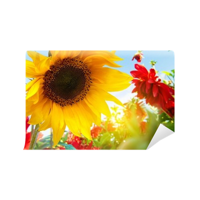 Fototapeta Wiosenne Kwiaty, Słoneczniki W Słonecznym Ogrodzie U2022 Pixers® U2022 Żyjemy By Zmieniać - Kwiaty Sloneczniki, Transparent background PNG HD thumbnail