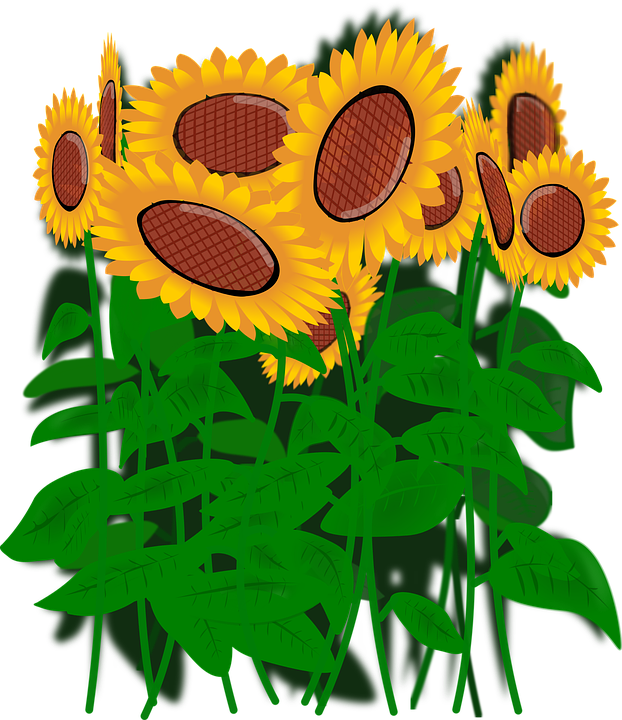Słoneczniki, Kwiaty, Natura - Kwiaty Sloneczniki, Transparent background PNG HD thumbnail