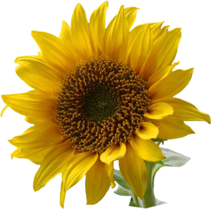 Zewnętrzne Niby Płatki Słonecznika To W Istocie Pojedyncze Kwiaty Języczkowe - Kwiaty Sloneczniki, Transparent background PNG HD thumbnail
