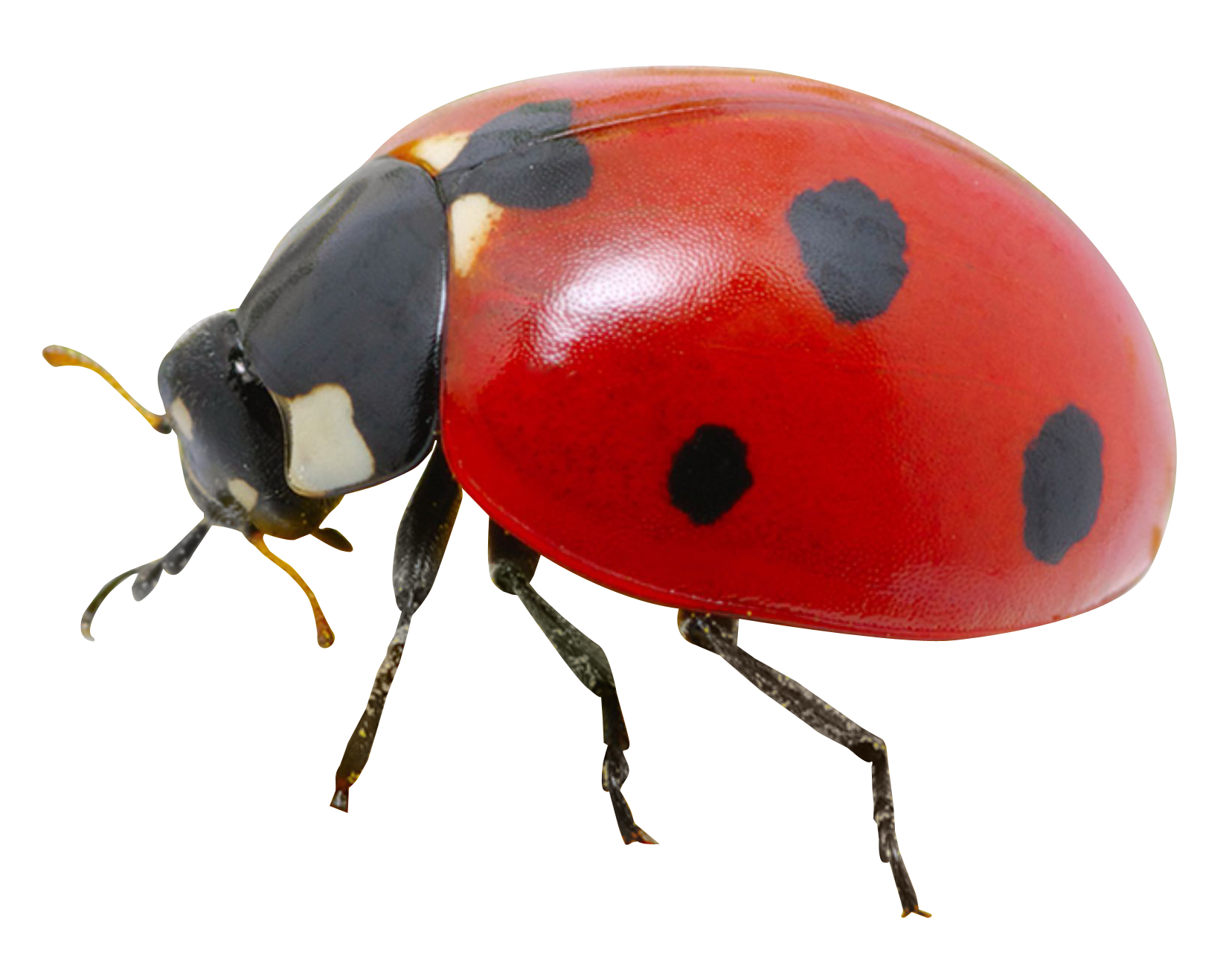Ladybug · ladybug PNG image