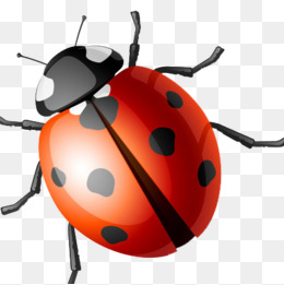 A Ladybird, Ladybug, Seven, Ladybug Png Image - Ladybird, Transparent background PNG HD thumbnail