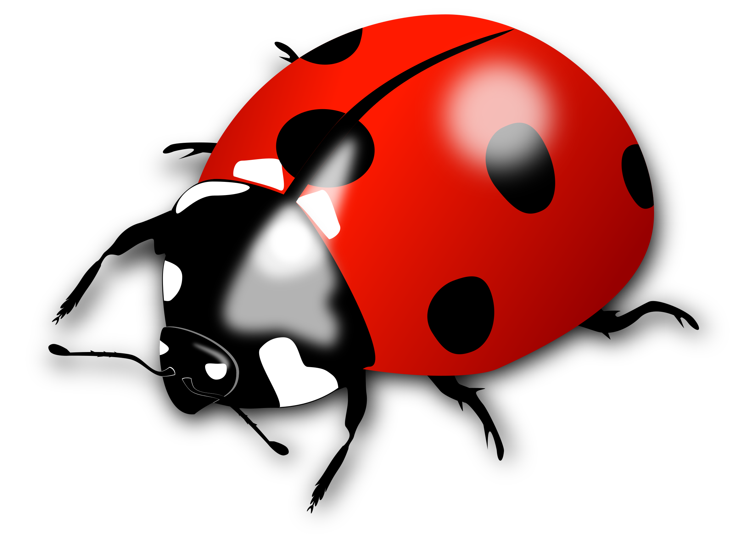 Big Image (Png) - Ladybird, Transparent background PNG HD thumbnail