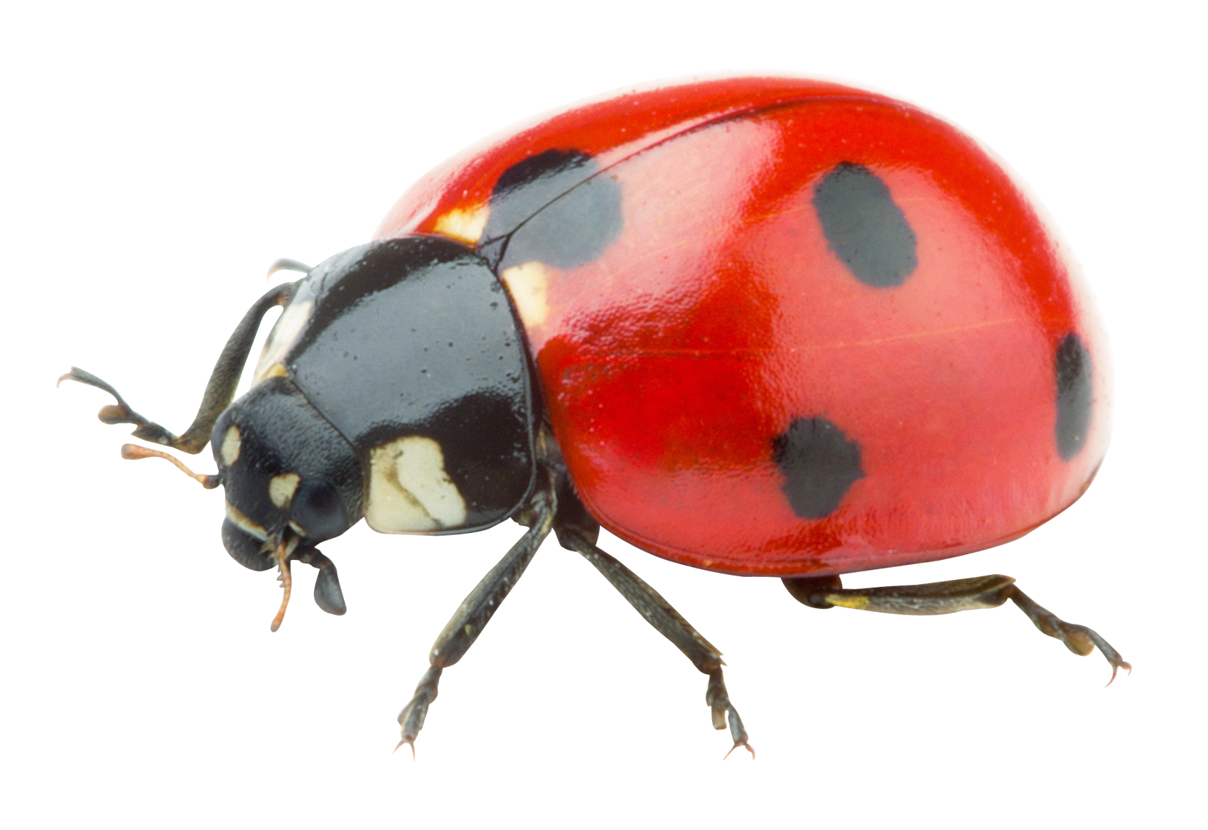 Ladybug Png Transparent Image - Ladybird, Transparent background PNG HD thumbnail