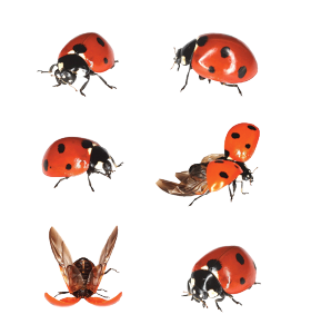 The 7 Spot Has Been Familiar To Farmers And Gardeners Throughout History As A Brightly Coloured Guardian Against Greenfly, And Itu0027S From This That Ladybirds Hdpng.com  - Ladybird, Transparent background PNG HD thumbnail