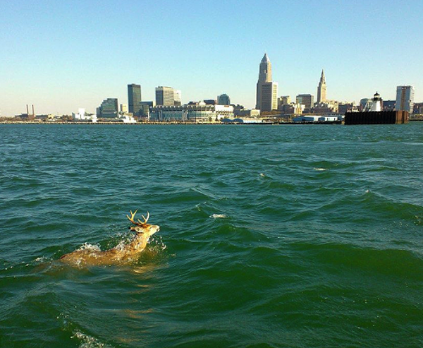 Pic Of The Day: A Deer Swims In Lake Erie | Scene And Heard: Sceneu0027S News Blog - Lake Scene, Transparent background PNG HD thumbnail