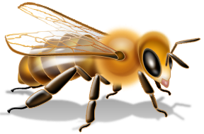 Sebagaimana Kita Ketahui Propolis Adalah Produk Dari Lebah Yang Sangat Membantu Mencegah Penyakit Bahkan Membantu Mengatasi Berbagai Keluhan Kesehatan. - Lebah, Transparent background PNG HD thumbnail