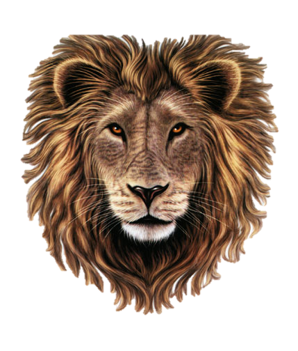 Png Lion Head Roaring - Lion Head Png Clipart, Transparent background PNG HD thumbnail