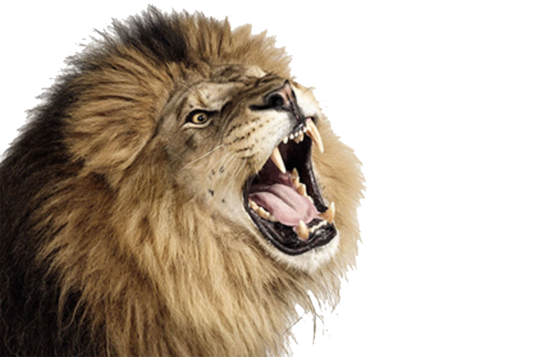 Png Lion Head Roaring - Lion Png, Transparent background PNG HD thumbnail