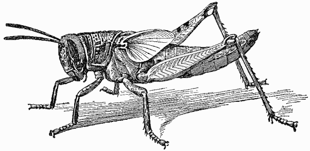 File:nymph Of Locust   Project Gutenberg Etext 16410.png - Locust, Transparent background PNG HD thumbnail