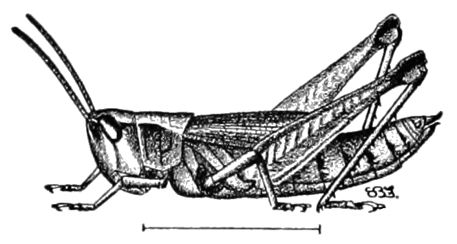File:psm V81 D472 The Short Winged Locust Or Grasshopper.png - Locust, Transparent background PNG HD thumbnail