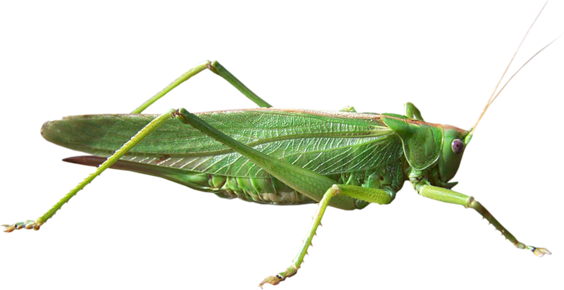 Grasshopper Png - Locust, Transparent background PNG HD thumbnail