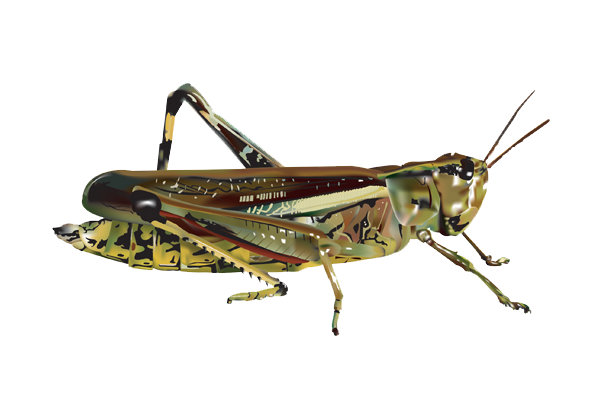 Grasshopper Png Image - Locust, Transparent background PNG HD thumbnail