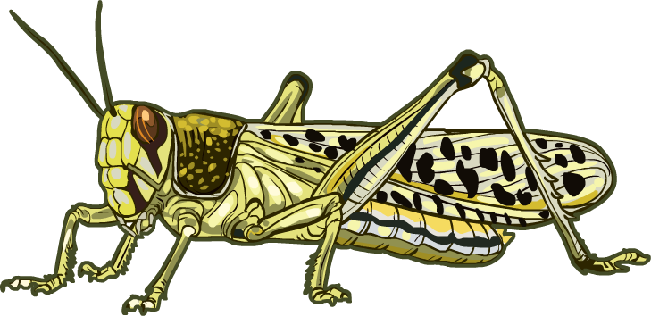 Jointed Leg - Locust, Transparent background PNG HD thumbnail