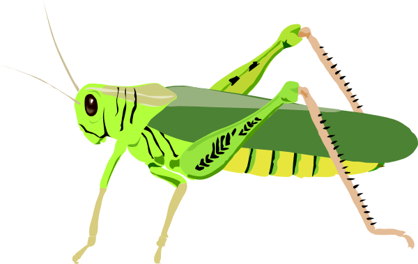Png: Small · Medium · Large - Locust, Transparent background PNG HD thumbnail