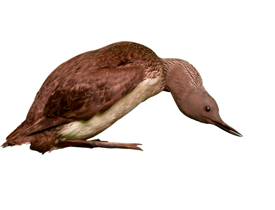 3D View: Red Throated Loon Hdpng.com  - Loon, Transparent background PNG HD thumbnail