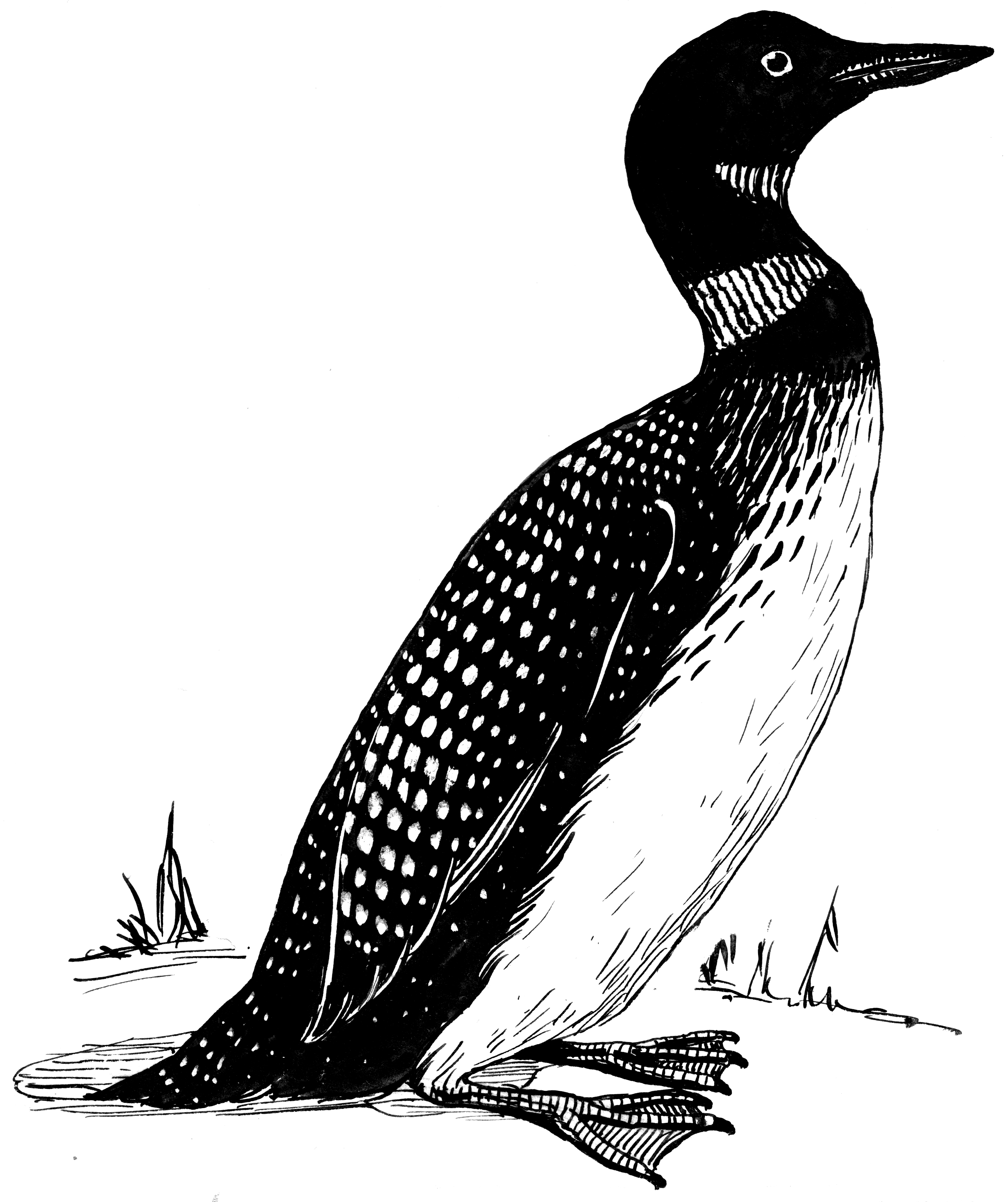 File:loon (Psf).png - Loon, Transparent background PNG HD thumbnail