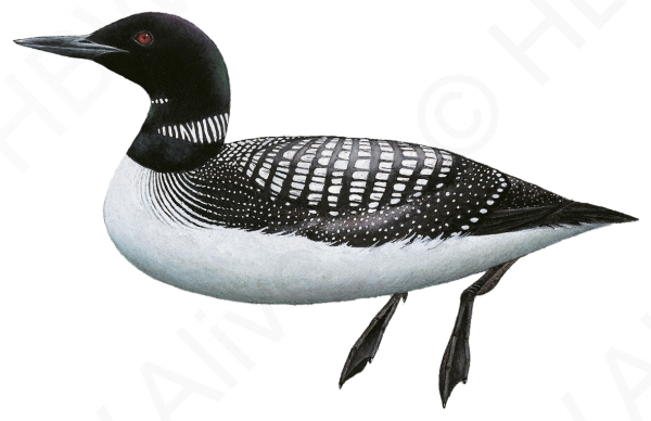 3D View: Red-throated Loon Pl