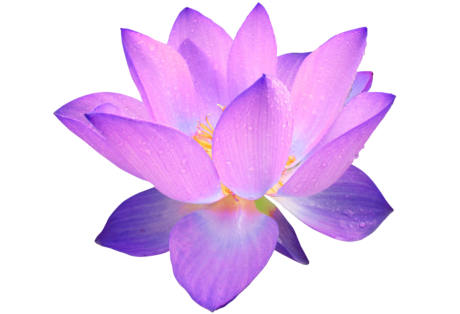 Image   Purple Lotus Flower.png | Animal Jam Clans Wiki | Fandom Powered By Wikia - Lotus Flower, Transparent background PNG HD thumbnail