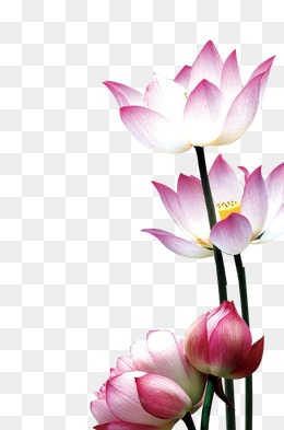 Png Lotus Flower - Lotus, Transparent background PNG HD thumbnail