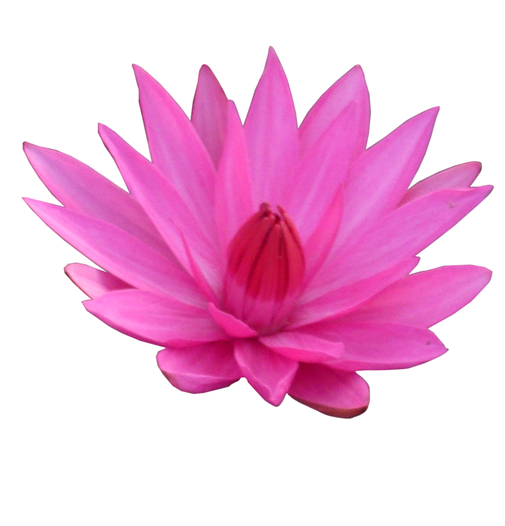 Lotus Flower By Idunahayaphotography Lotus Flower By Idunahayaphotography - Lotus Flower, Transparent background PNG HD thumbnail