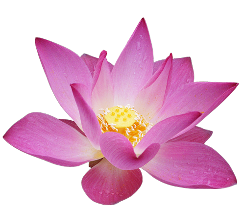 Png Lotus Flower - Lotus_Flower_Clipart.png?mu003D1364940000, Transparent background PNG HD thumbnail