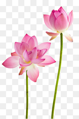 Png Lotus Flower - Lotus Flowers. Png, Transparent background PNG HD thumbnail
