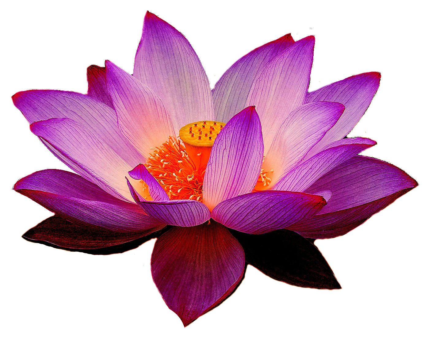 Lotus   Pesquisa Google - Lotus Flower, Transparent background PNG HD thumbnail