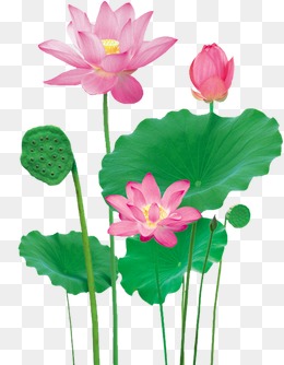 Lotus. Png Psd - Lotus Flower, Transparent background PNG HD thumbnail