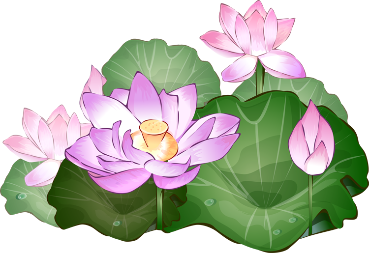 Pin Vase Clipart Lotus Flower #12 - Lotus Flower, Transparent background PNG HD thumbnail