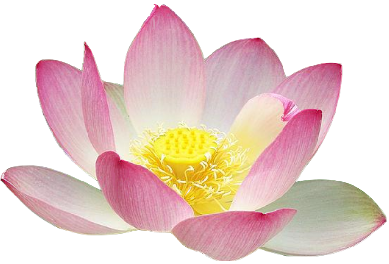 Pin Yellow Clipart Lotus Flower #9 - Lotus Flower, Transparent background PNG HD thumbnail