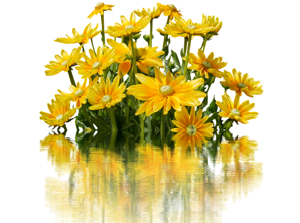 Kukat, Keltainen, Kukka, Luonto, Keltainen Kukka - Luonto, Transparent background PNG HD thumbnail