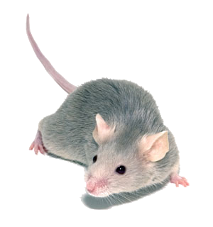 A Mouse - Mice, Transparent background PNG HD thumbnail