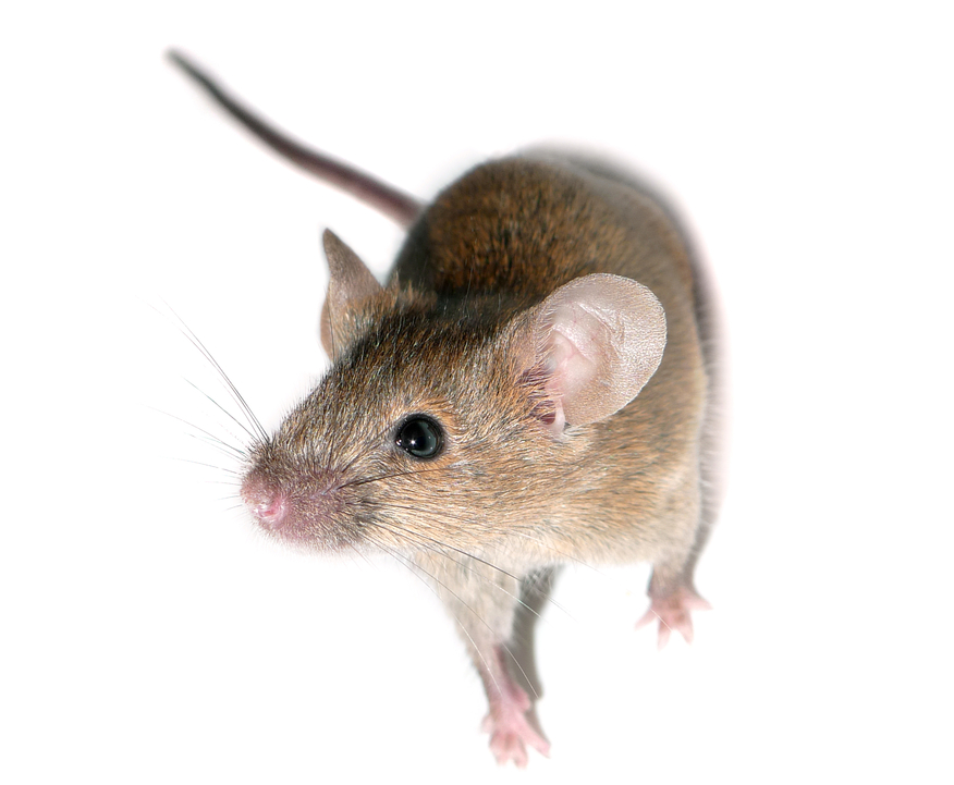 Gene Therapy Successfully Extends Mouse Lifespan Up To 24% With Single Treatment - Mice, Transparent background PNG HD thumbnail