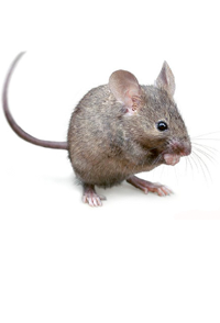 If You Require Assistance In Neutralising A Mouse Infestation Or Want To Proof Your Premises Against Mice, Contact Best4Pests For Professional Mouse Control Hdpng.com  - Mice, Transparent background PNG HD thumbnail
