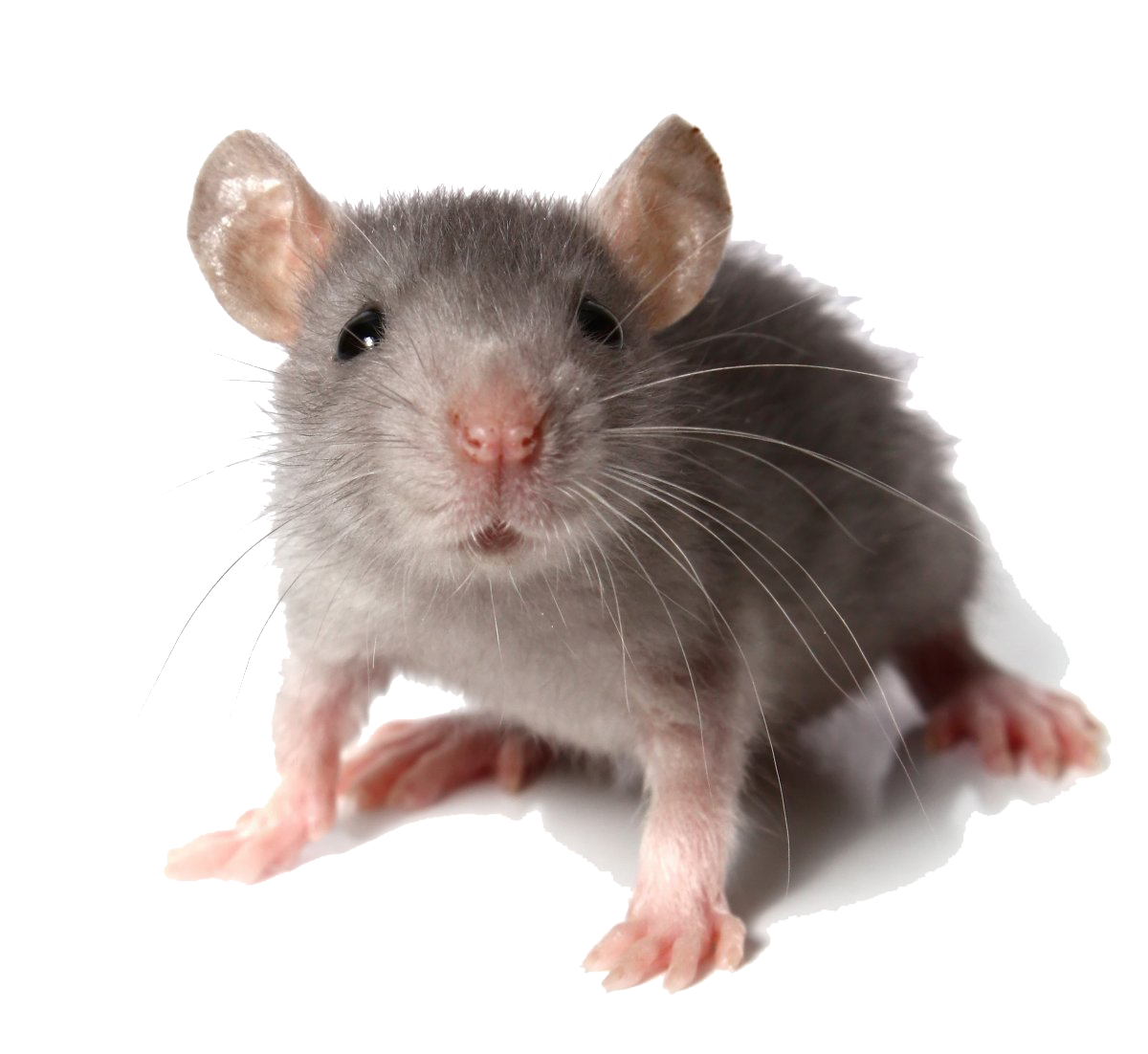 Mouse Animal Transparent - Mice, Transparent background PNG HD thumbnail