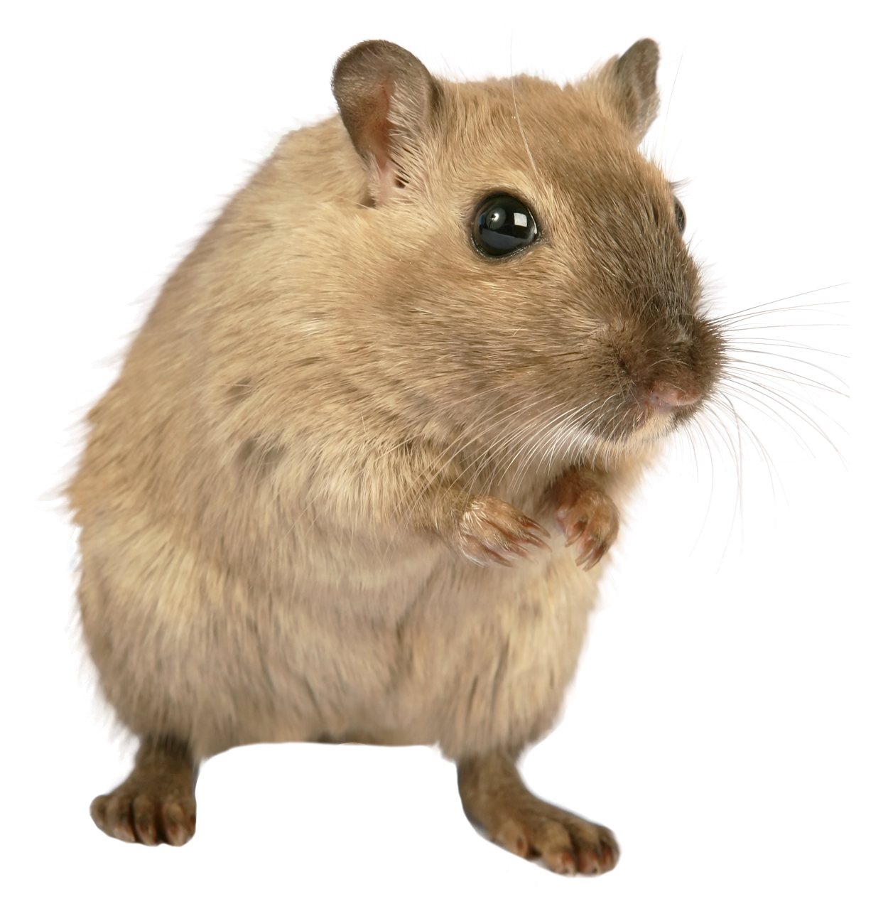 Resolution: 1250 X 1265 | Format: Png | Keywords: Mouse, Animal, Rat, Mice, Rodent - Mice, Transparent background PNG HD thumbnail