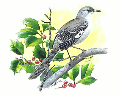 Mockingbird - Mockingbird, Transparent background PNG HD thumbnail