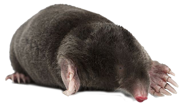 File:Giant Mole.png