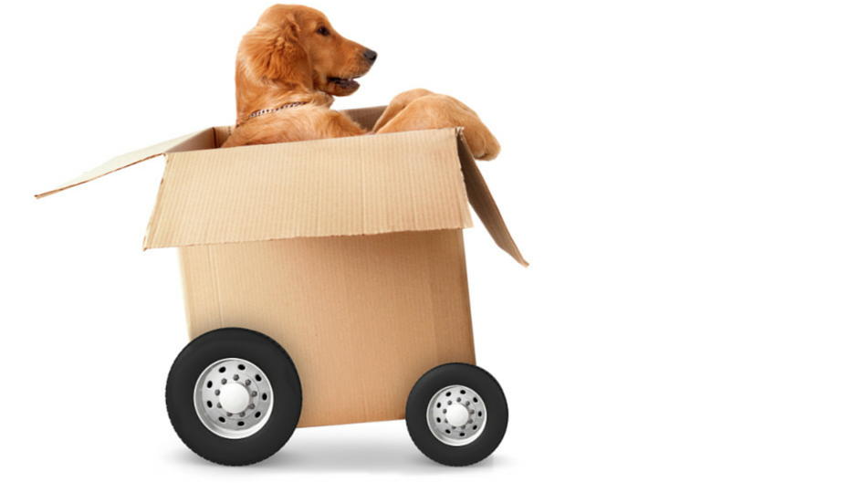 What To Consider When Moving With Pets - Moving, Transparent background PNG HD thumbnail