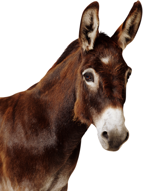 A Mule Is The Offspring Of A Male Donkey And A Female Horse. Description From - Mule, Transparent background PNG HD thumbnail