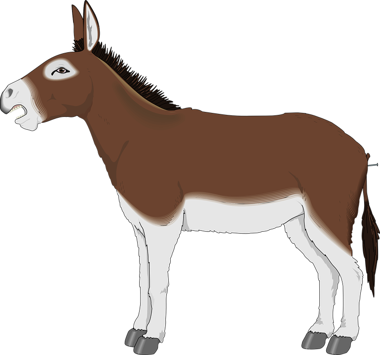 Donkey, Animal, Mammal, Mule, Livestock, Domestic - Mule, Transparent background PNG HD thumbnail